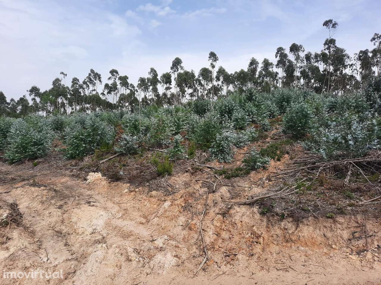 Terreno Rústico  VALE DE LOBOS - SINTRA - Grande imagem: 4/14