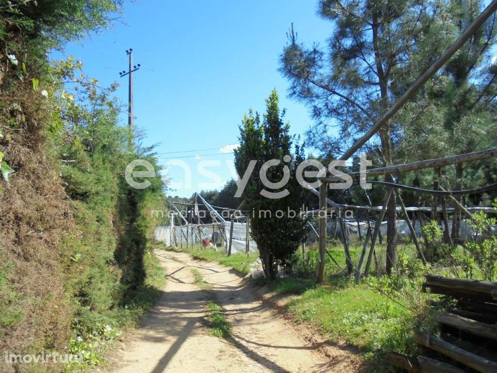 Terreno Rústico localizado 3 km da Vila de Ferreira do Zêzere - Grande imagem: 2/17