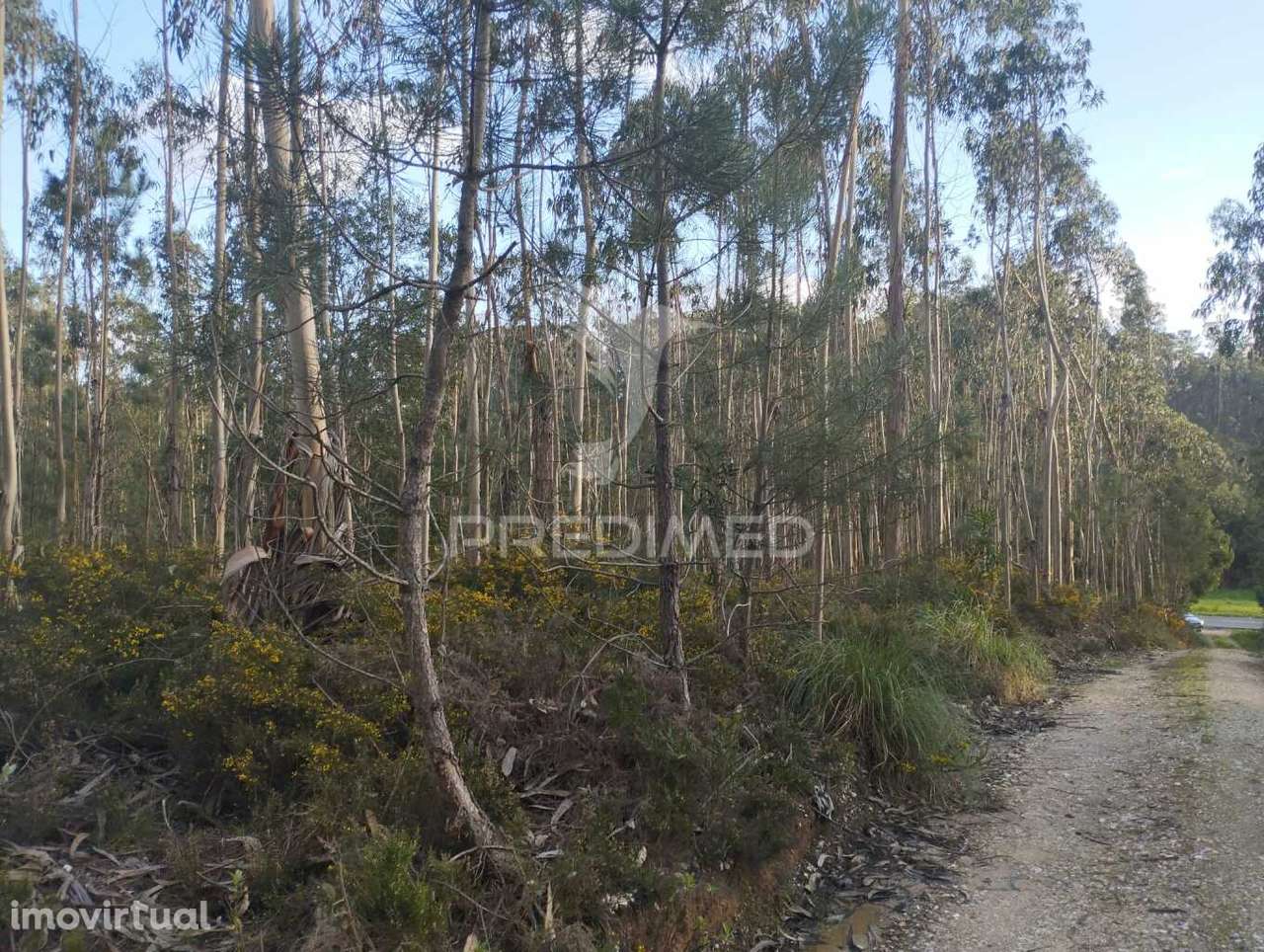 Terreno em Oliveirinha (Picoto) - Grande imagem: 4/8