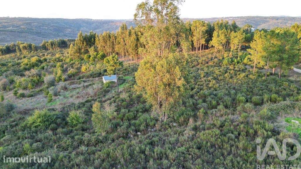 Terreno Agrícola em Paranhos - Grande imagem: 5/24