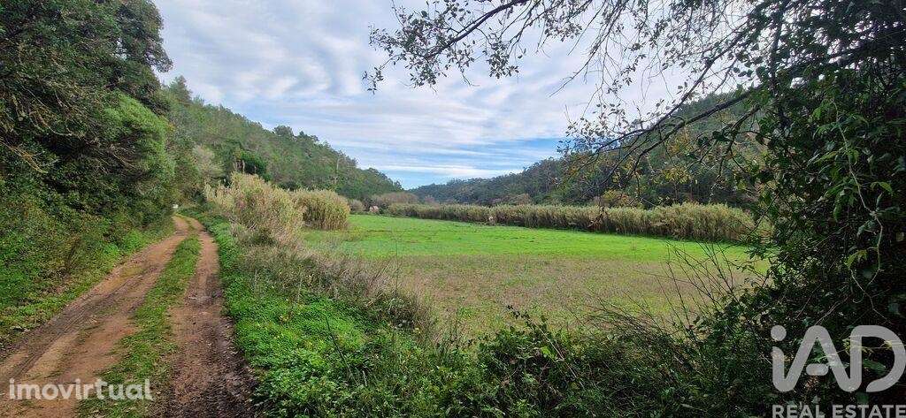 Terreno Agrícola em Carvoeira - Grande imagem: 5/23
