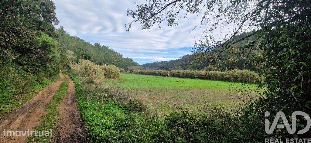 Terreno Agrícola em Carvoeira - Grande imagem: 5/23