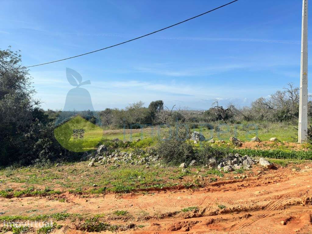 Terreno em Pera para projeto agricola ou investimento - Grande imagem: 3/4