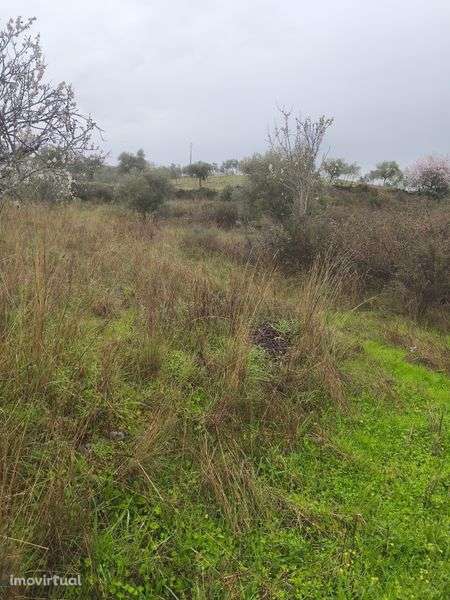 Terreno rústico em Moncorvo - Grande imagem: 5/8