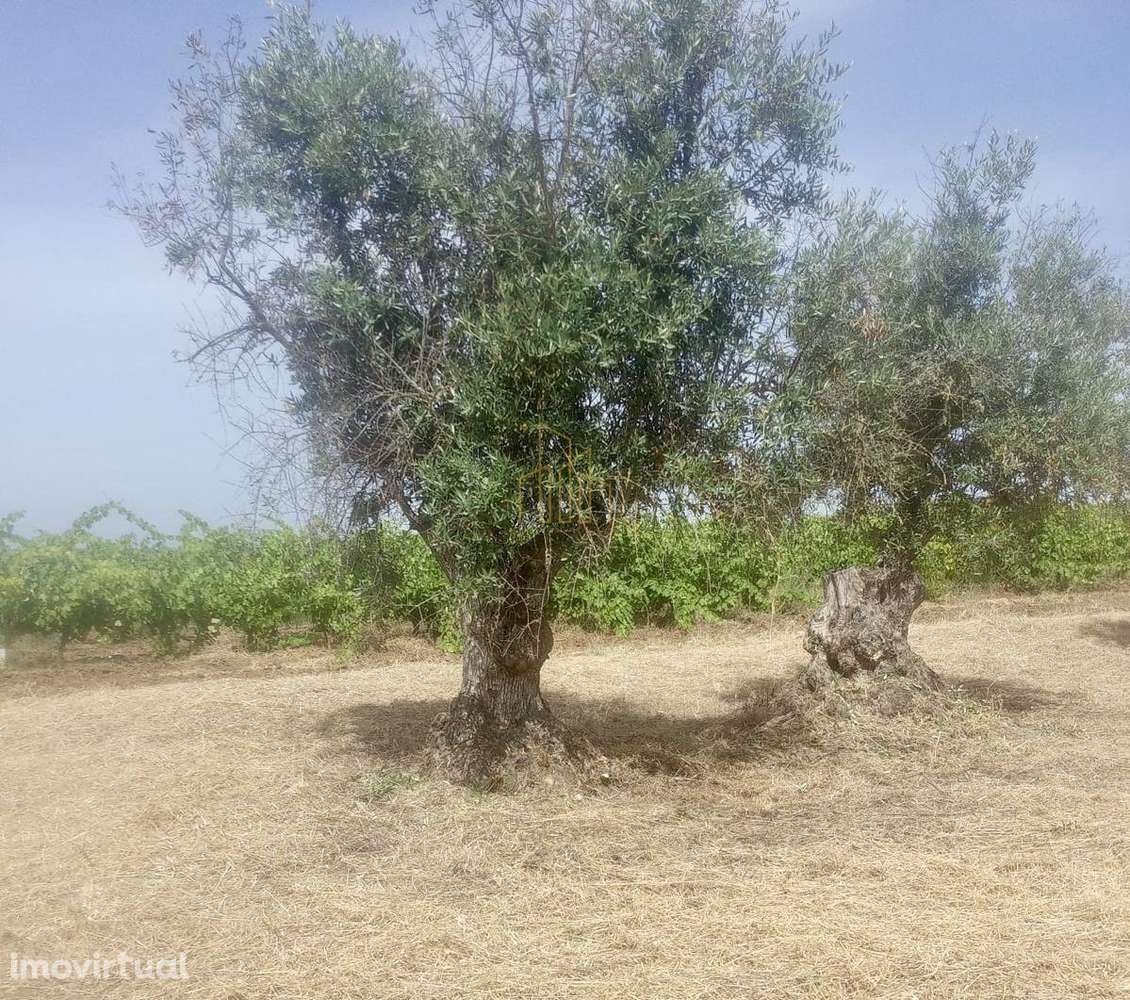 Terreno rústico com Olival em Campinho - Grande imagem: 2/5