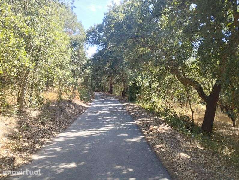 Terreno rústico e com Sobreiros - Grande imagem: 2/12