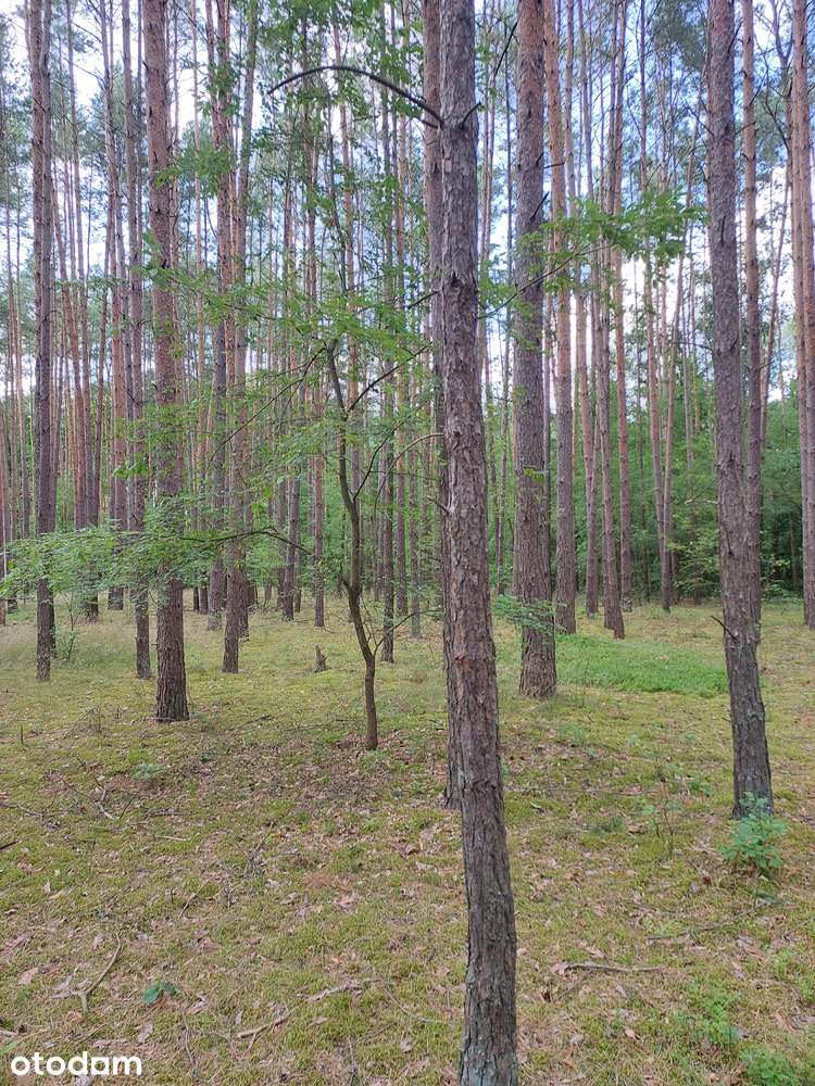 Działka leśna 44000 m² w spokojnej okolicy - Pełny obrazek: 5/13