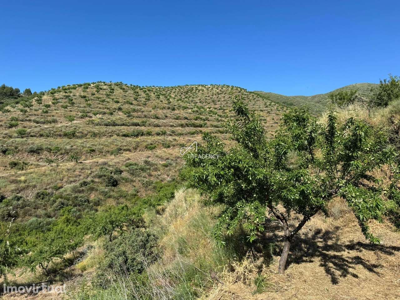 Exploração Agrícola Sustentável com 17ha de Amendoal Certificado – Inf - Grande imagem: 2/8