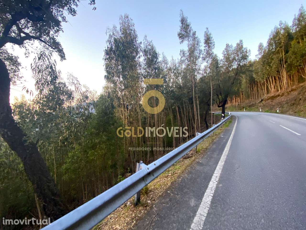 Terreno Florestal - Grande imagem: 4/7