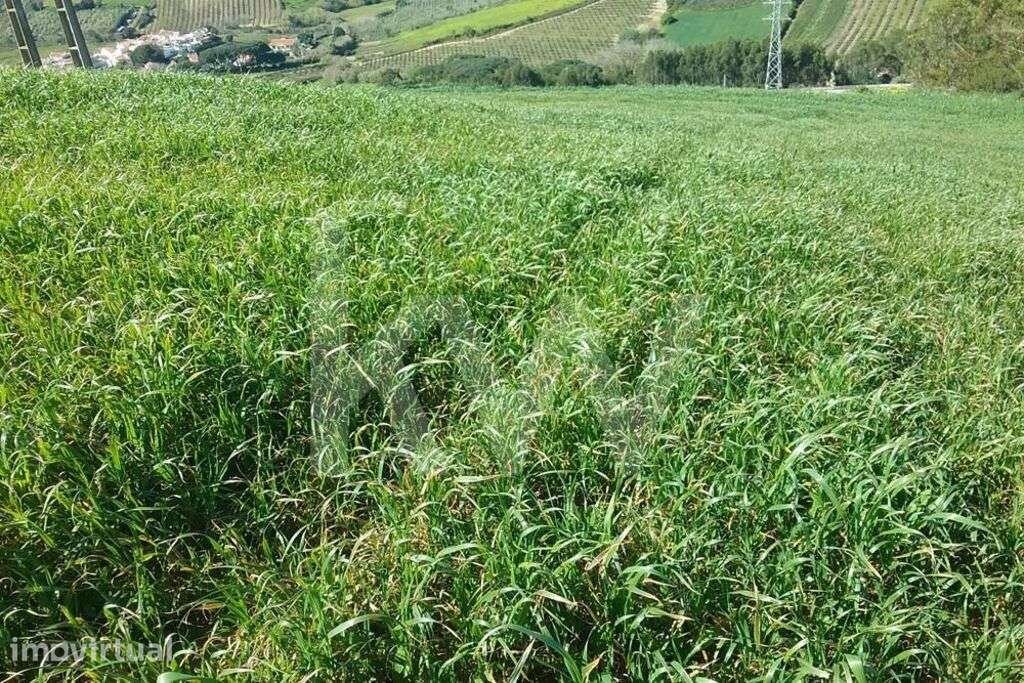 Terreno com 3560m2 na zona de Torres Vedras - Grande imagem: 5/15