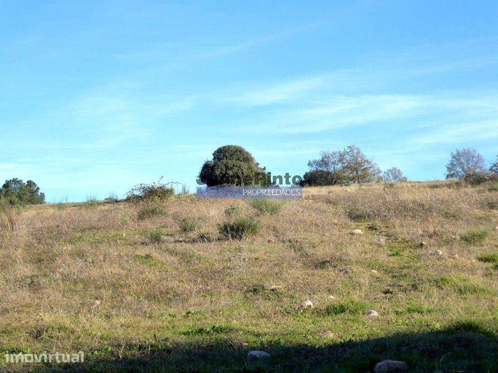 163.000m2 terra p/ plantações novas. Portugal, Douro Interior, F. C... - Grande imagem: 3/3