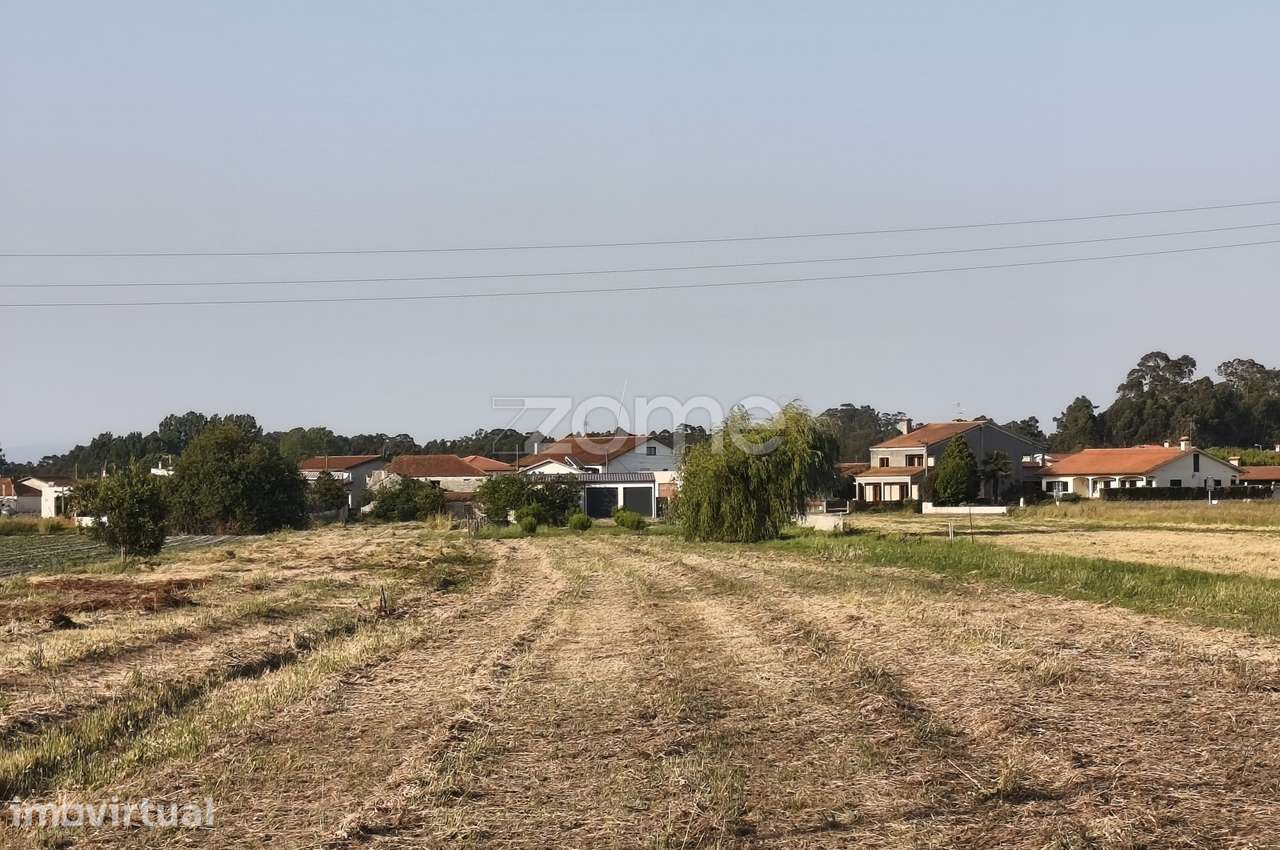 Terreno Urbano com 2.500 m² em Lombomeão – Vagos - Grande imagem: 2/8