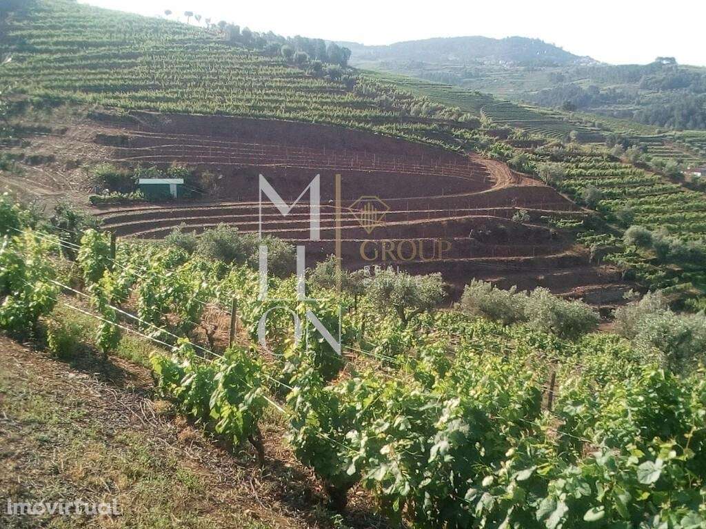 Encantadora Quinta com cerca de 3 Hectares de Tradição e Beleza Natura - Grande imagem: 5/18