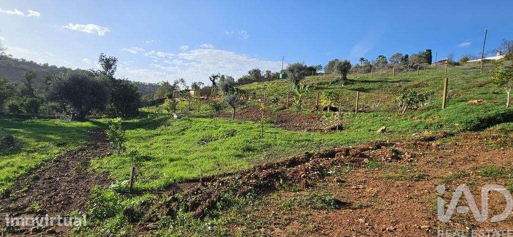 Terreno Agrícola em Boliqueime - Grande imagem: 5/16