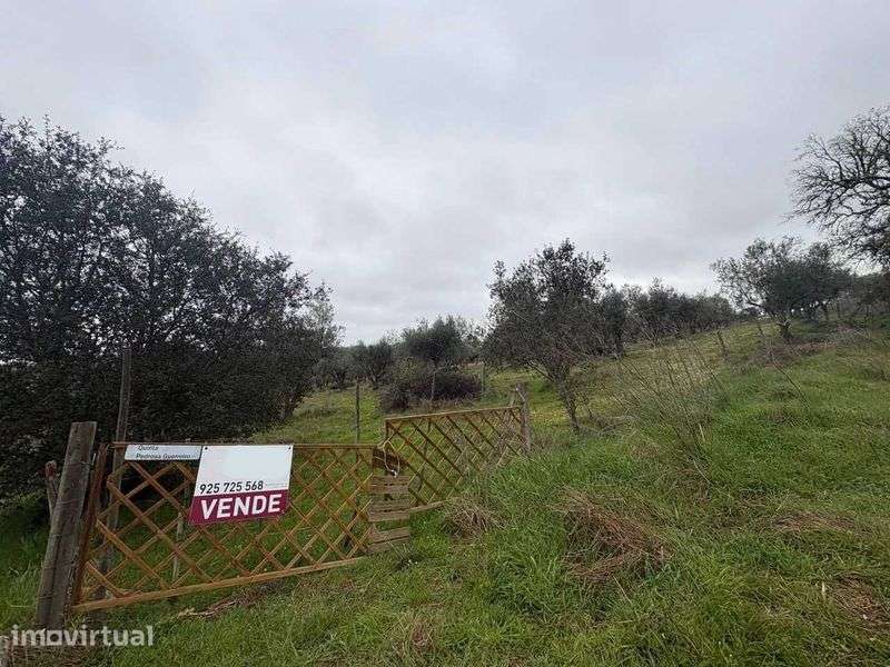 Olival com 12 500m2 vedado com agua . - Grande imagem: 2/8