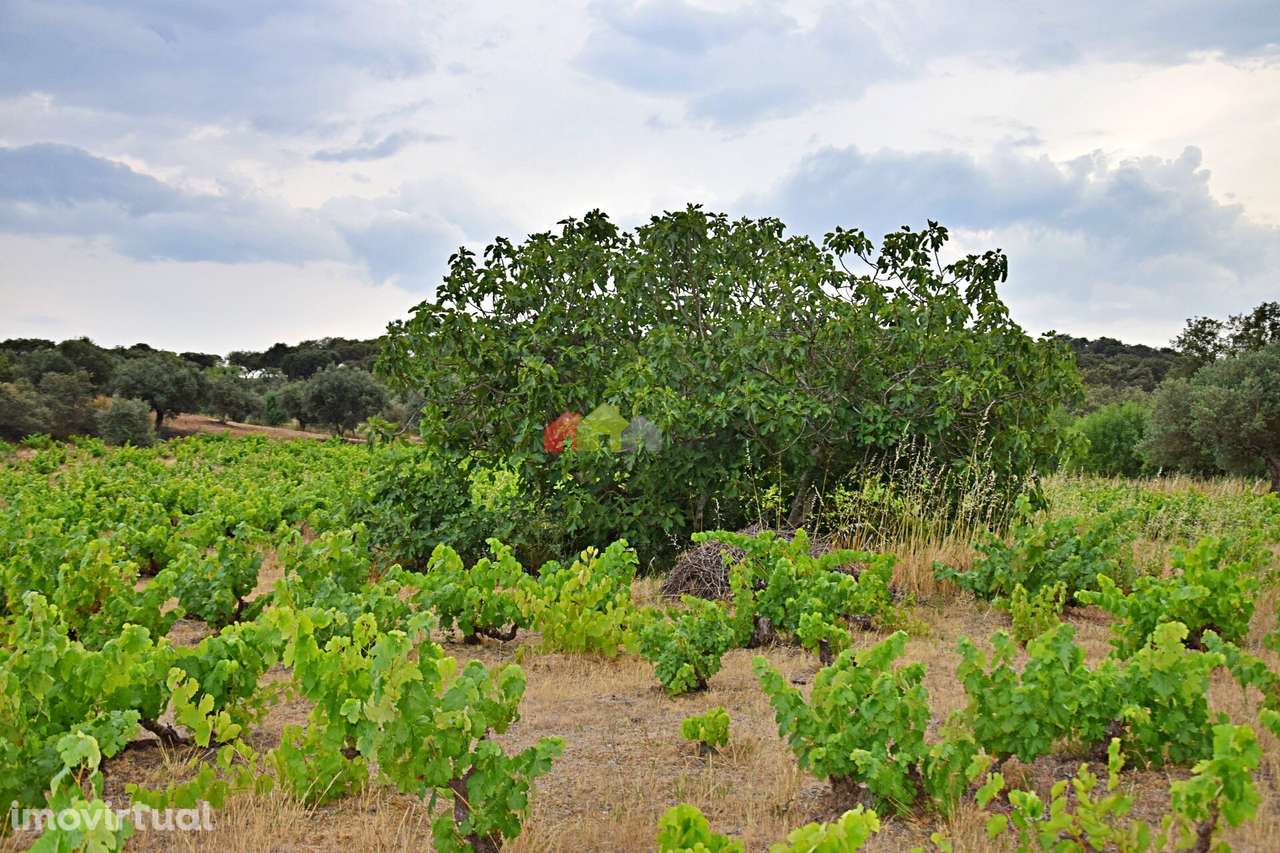Vinha Centenária com fantástica produção - Grande imagem: 3/34