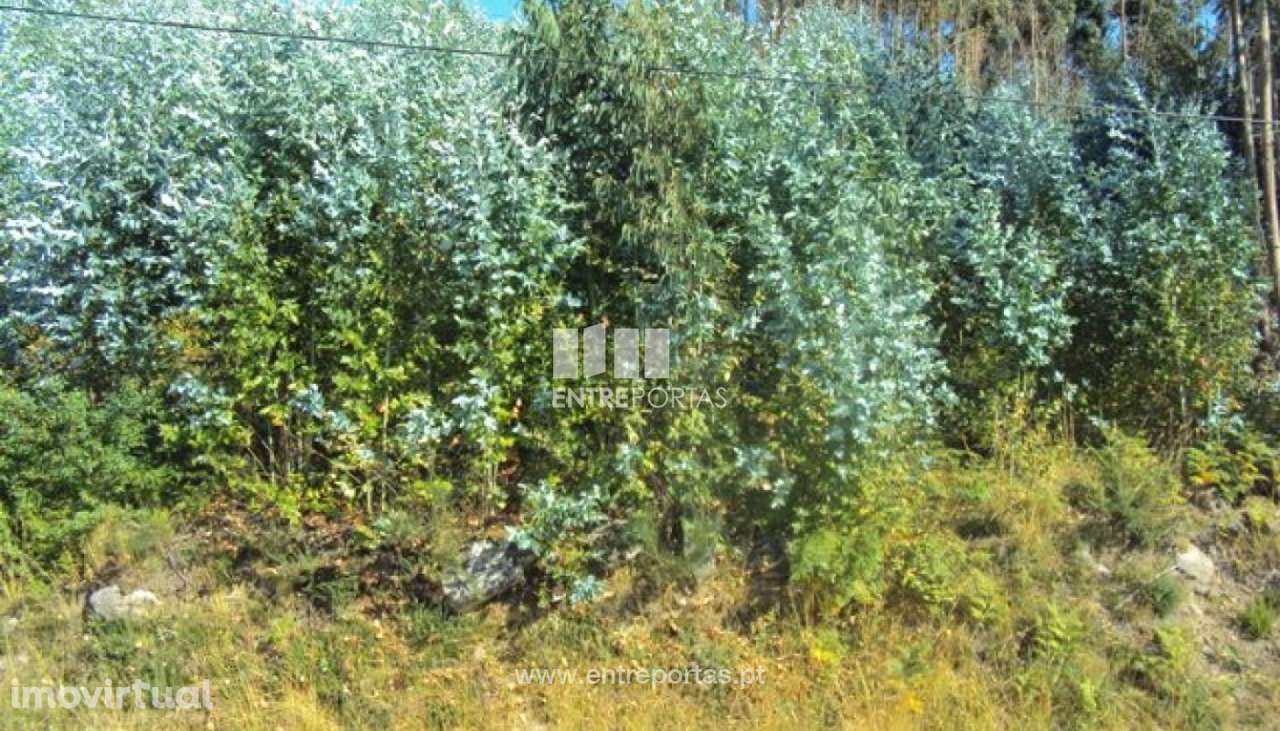Venda Terreno, Tarouquela, Cinfães - Grande imagem: 2/6