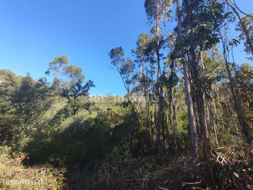 Terreno rústico com 5720m² - Fetal, Tomar - Grande imagem: 2/11