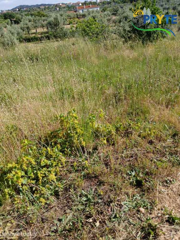 Terreno com possibilidade de construção em Montes da Senhora - Grande imagem: 5/26