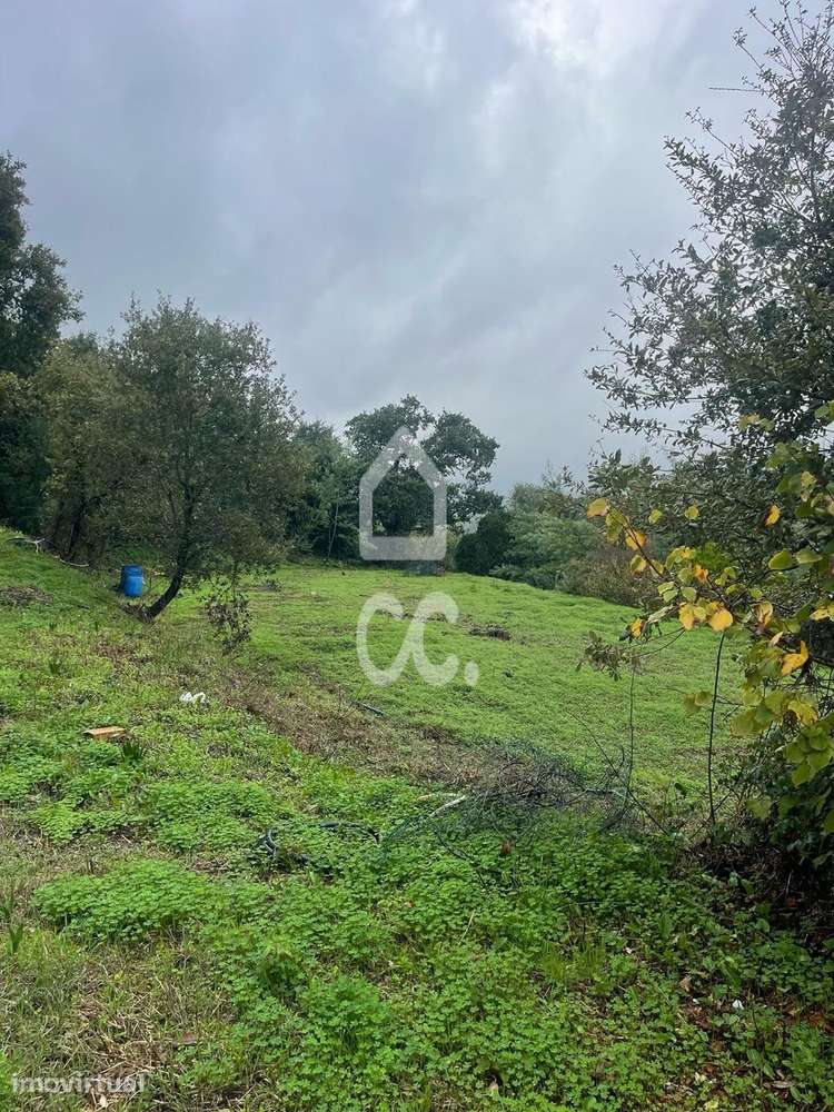 Terreno com poço legalizado e várias árvores de fruto - Grande imagem: 5/15