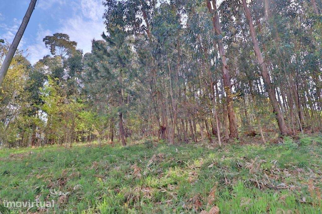 Terreno em Fraião com viabilidade de construção - Grande imagem: 4/23