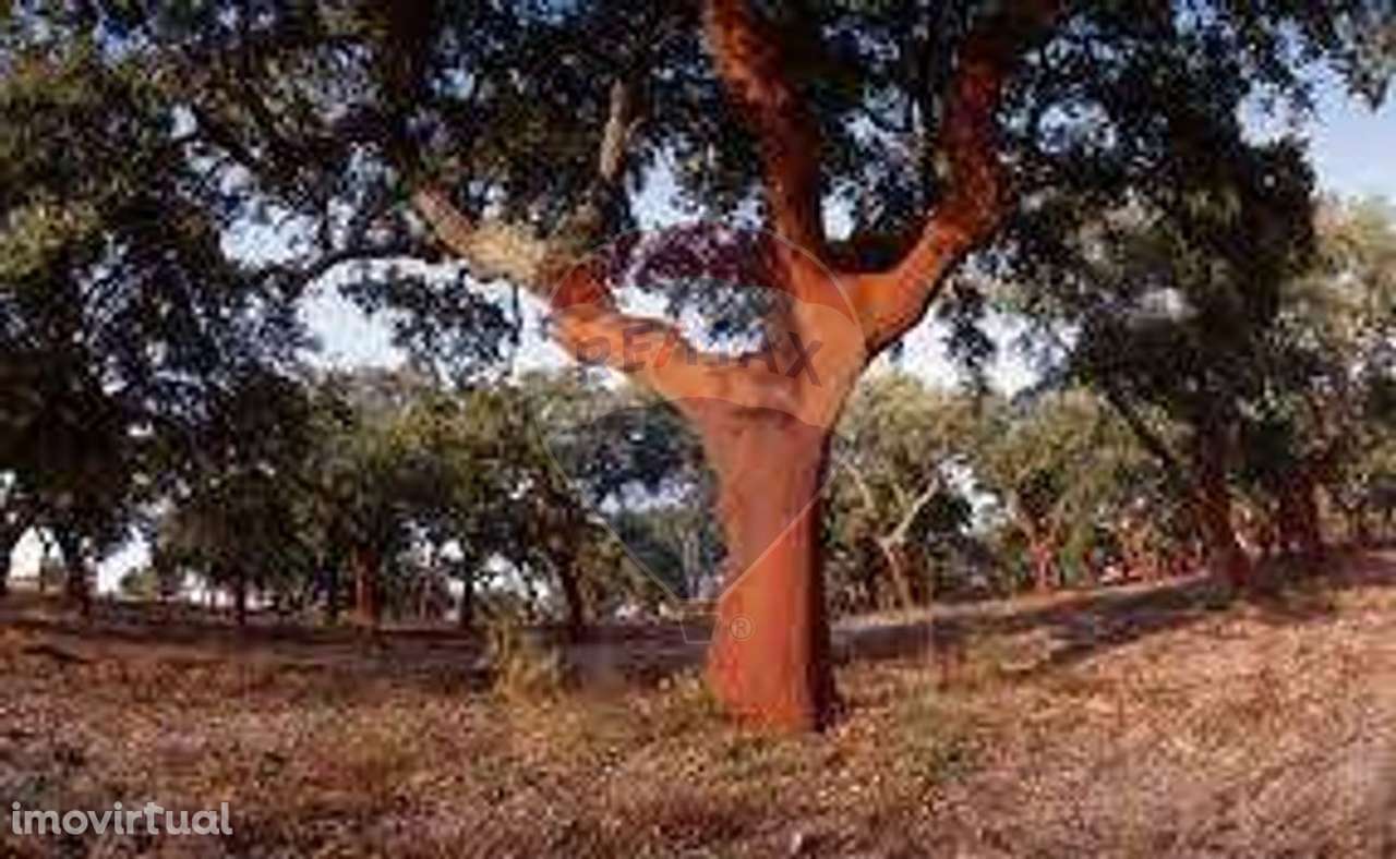 Terreno  para venda - Grande imagem: 2/13