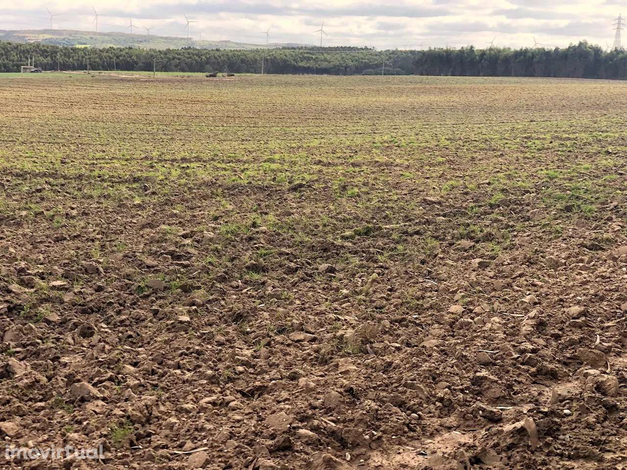 Terreno agrícola, indiviso, de 7000 m² na Vila de Atouguia Da Baleia - Grande imagem: 5/7