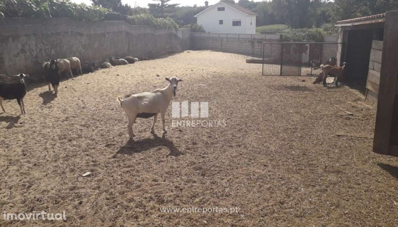 Venda de Terreno, Vila Nova de Anha, Viana do Castelo. - Grande imagem: 3/30