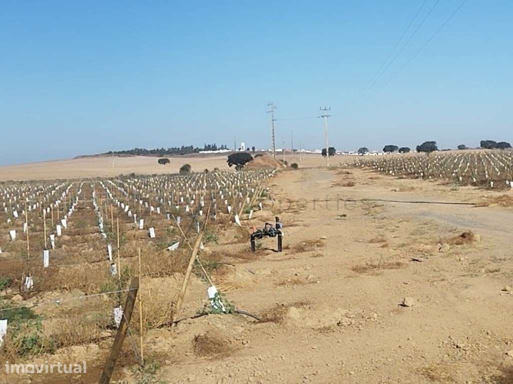 Olival super intensivo. Invista no futuro da agricultura de excelên... - Grande imagem: 3/23