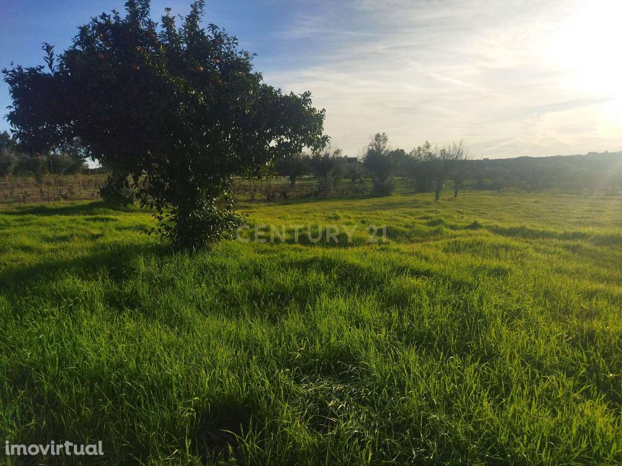 Terreno rústico, Aldeia da Lousa - Grande imagem: 3/10