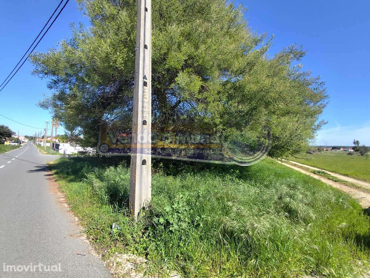 Terreno em Várzea Fresca -  Foros de Salvaterra (F833) - Grande imagem: 4/8