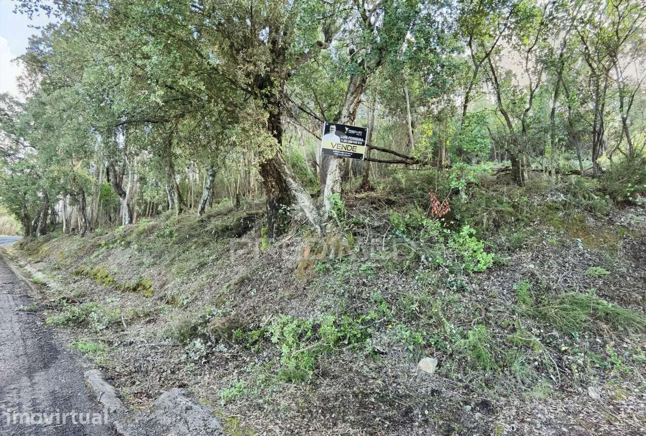 Terreno rústico , composto por eucaliptos / Amiais d Baixo - Grande imagem: 4/27