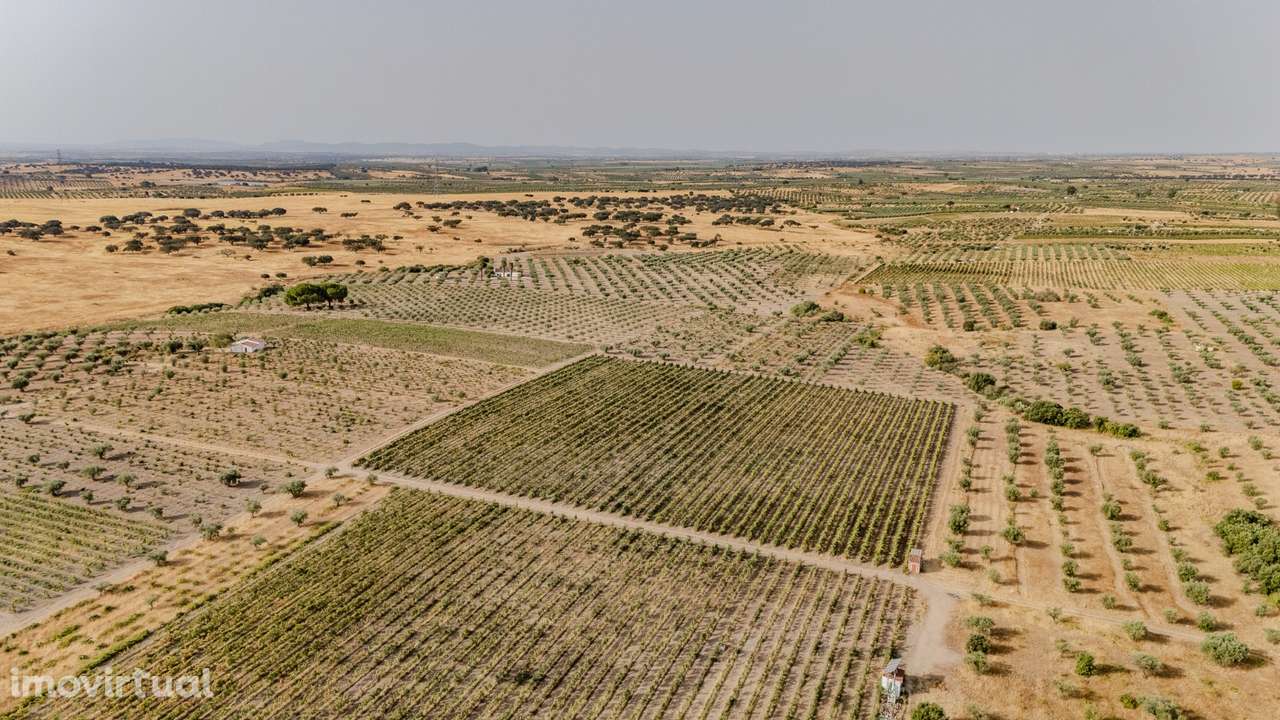 VINHA | PARA VENDA | ALENTEJO - Grande imagem: 4/25