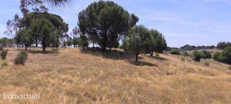 Terreno com 3.9 Hectares em Cunheira (Alter do Chão) - Grande imagem: 4/8