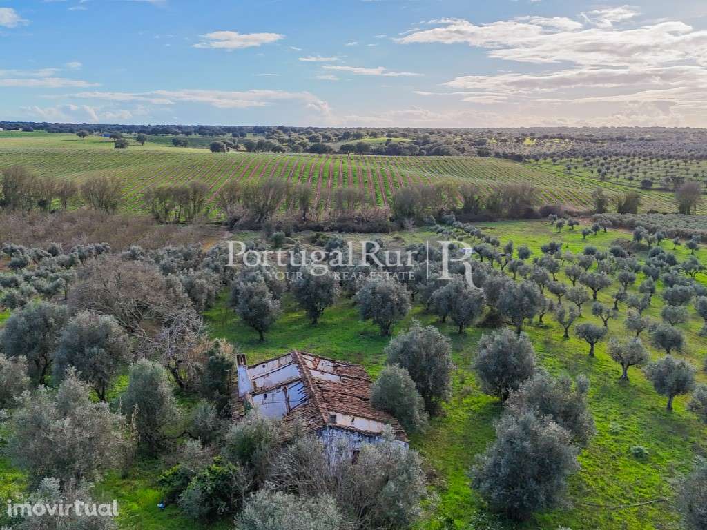 Propriedade com 1,5 ha e casa para recuperar no Alentejo - Grande imagem: 2/24