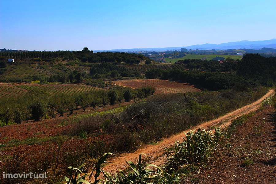 Terreno urbanizável, vista magnífica para Sul entre Óbidos e Bombarral - Grande imagem: 2/7