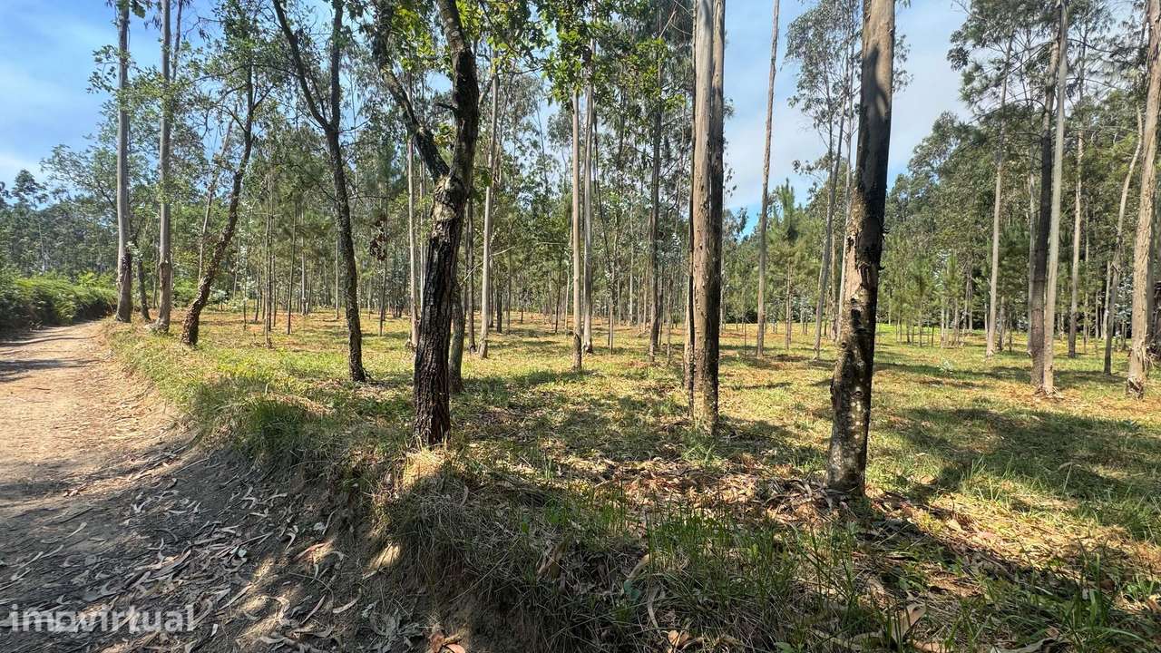 TERRENO FLORRESTAL 5.453 m² – TERROSO | PÓVOA DE VARZIM - Grande imagem: 4/9