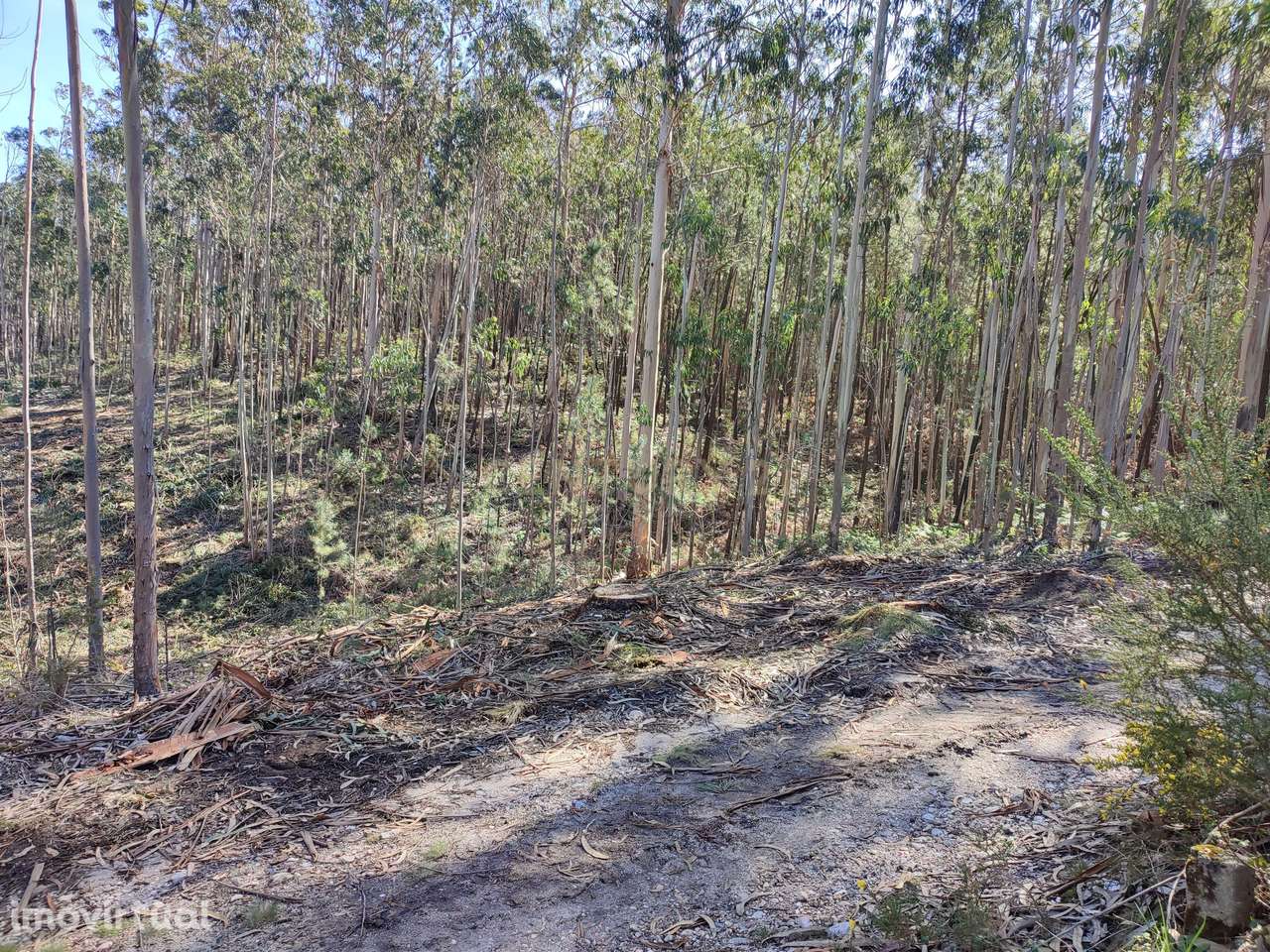 Terreno de Eucaliptos na Maceira - Grande imagem: 3/7