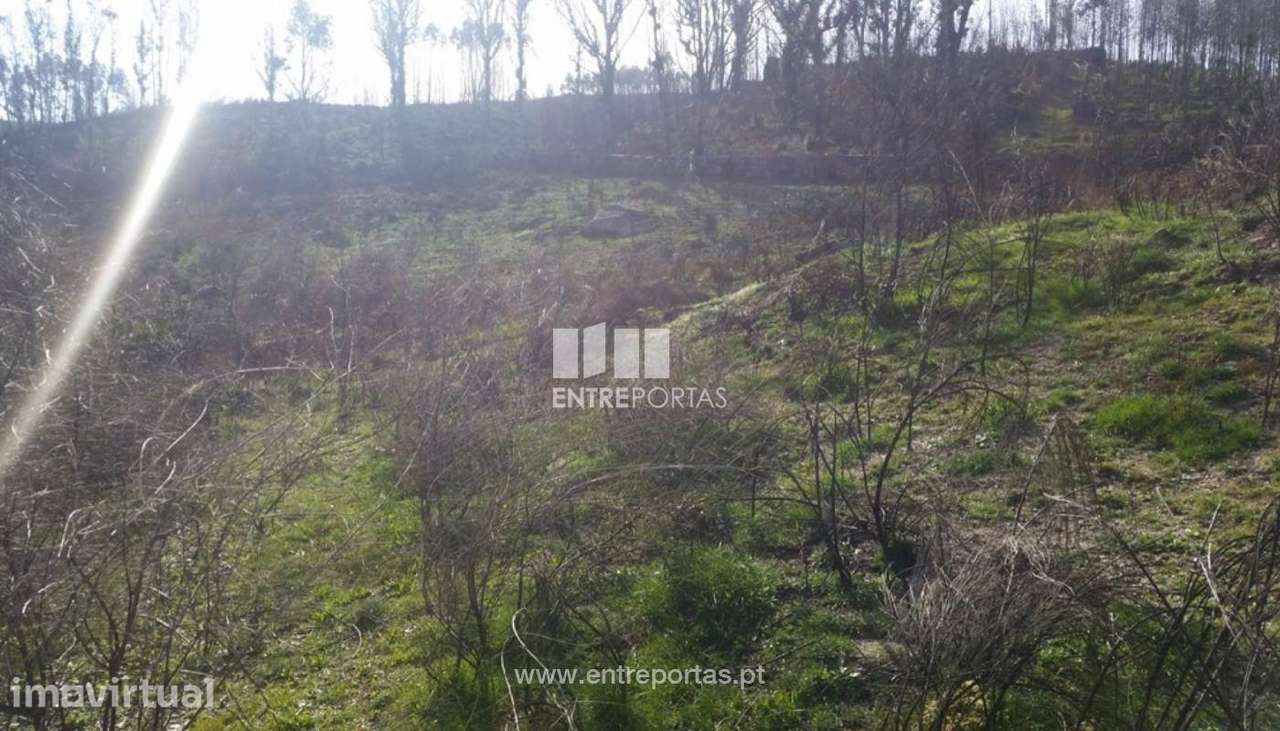Venda Terreno, Frente Estrada, Manhuncelos, Marco de Canaveses - Grande imagem: 3/8