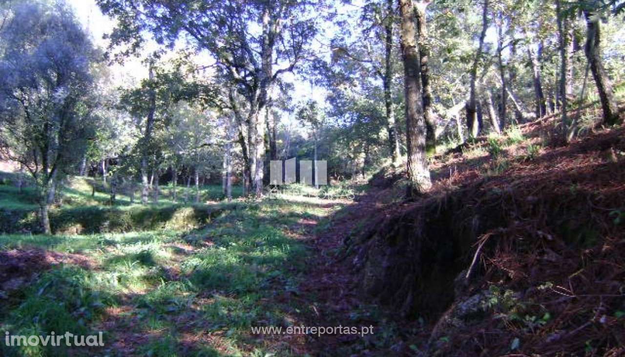 Venda Quintinha com Moradia para reconstruir, Folhada, Marco de Canave - Grande imagem: 2/17