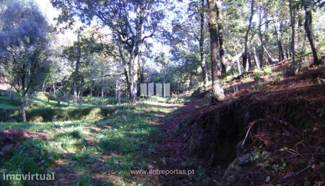 Venda Quintinha com Moradia para reconstruir, Folhada, Marco de Canave - Grande imagem: 2/17