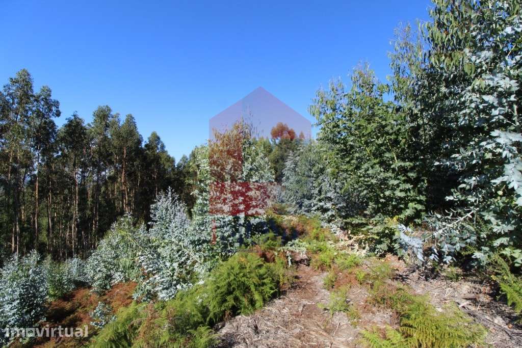 Terreno para plantação em Santiago Carreiras - Grande imagem: 2/24