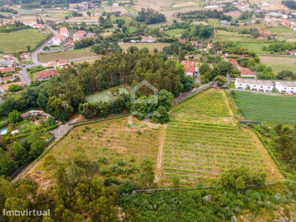 Terreno Rústico com 8000m2 em Lemenhe - Excelente Oportunidade! - Grande imagem: 4/16