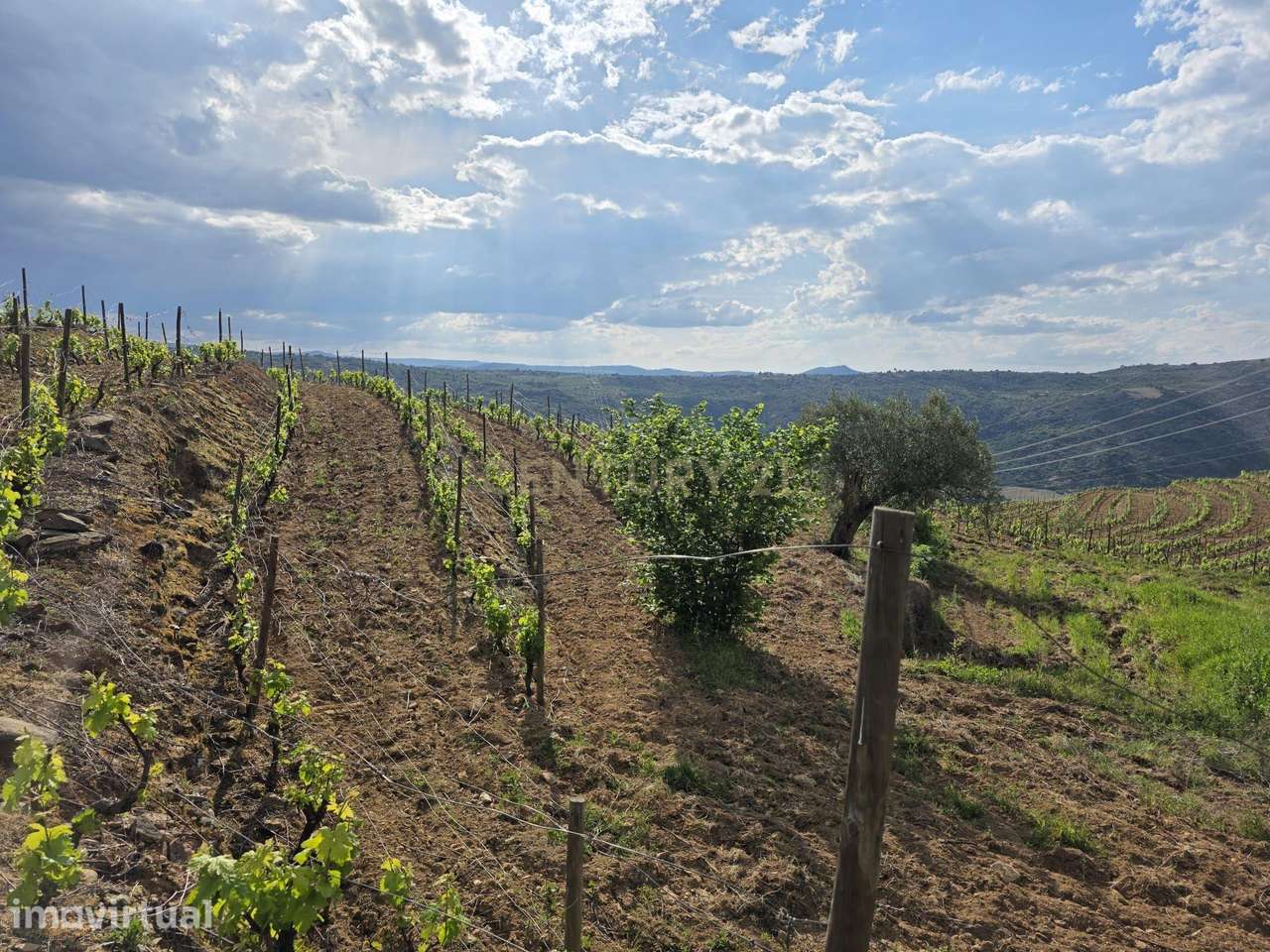 Quinta dos Cantos — Propriedade com vinha, olival e potencial agrícola - Grande imagem: 5/39