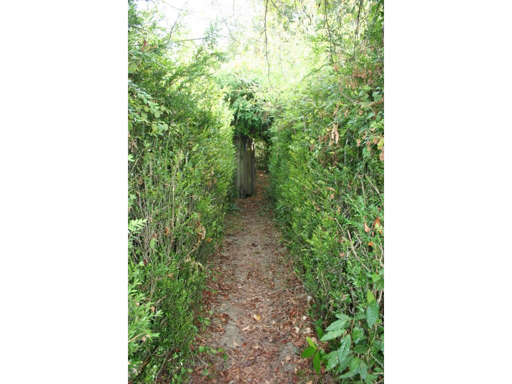 Quinta em região demarcada do Dão - Grande imagem: 3/43