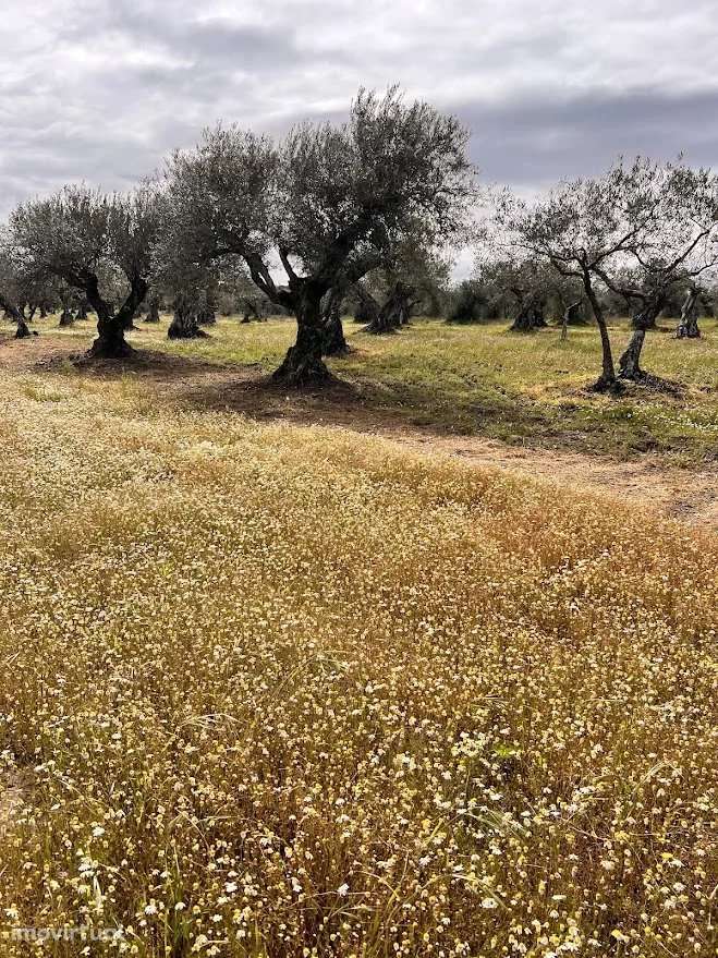Terreno Agrícola 7.250 m² em Campo Maior - Grande imagem: 4/6
