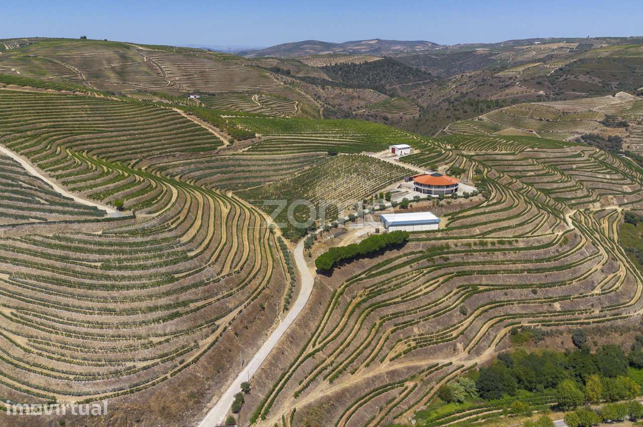 Quinta com casa, piscina e exploração vitivinícola