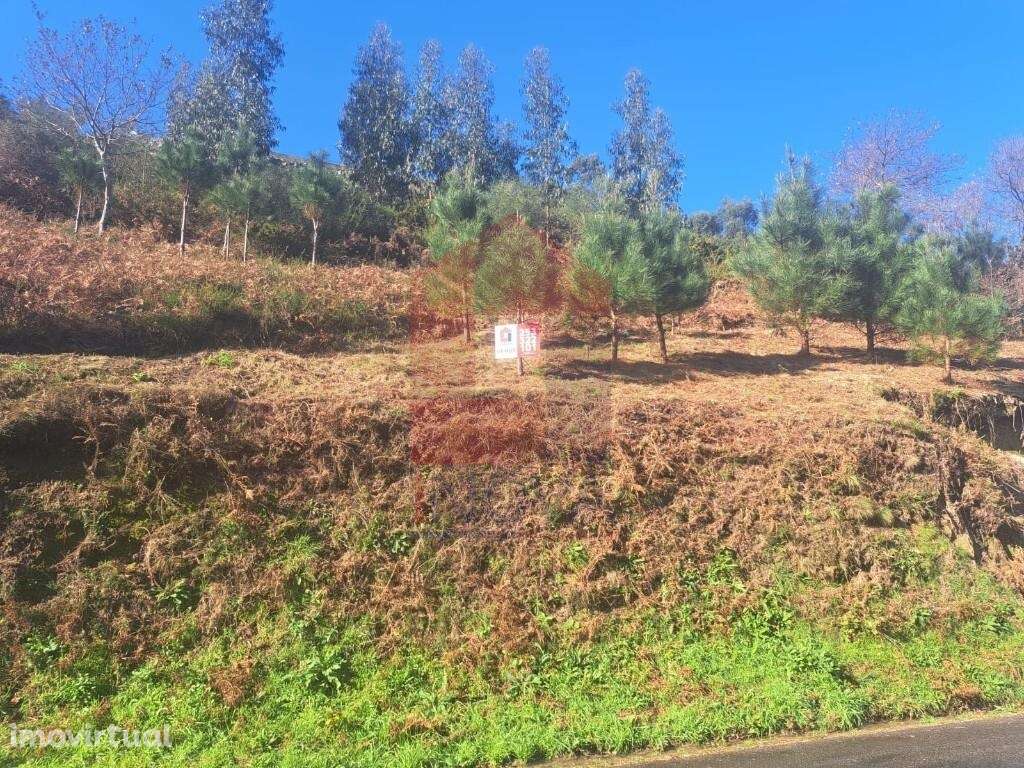 Terreno florestal, Valões - Grande imagem: 2/9
