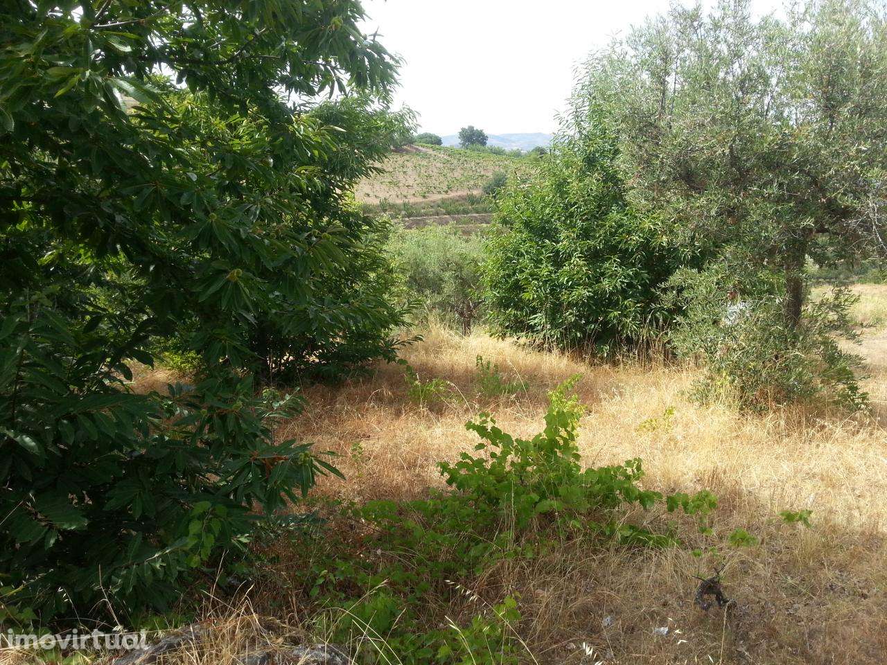 Terreno de cultivo em Póvoa de Penela, Penedono - Grande imagem: 4/6