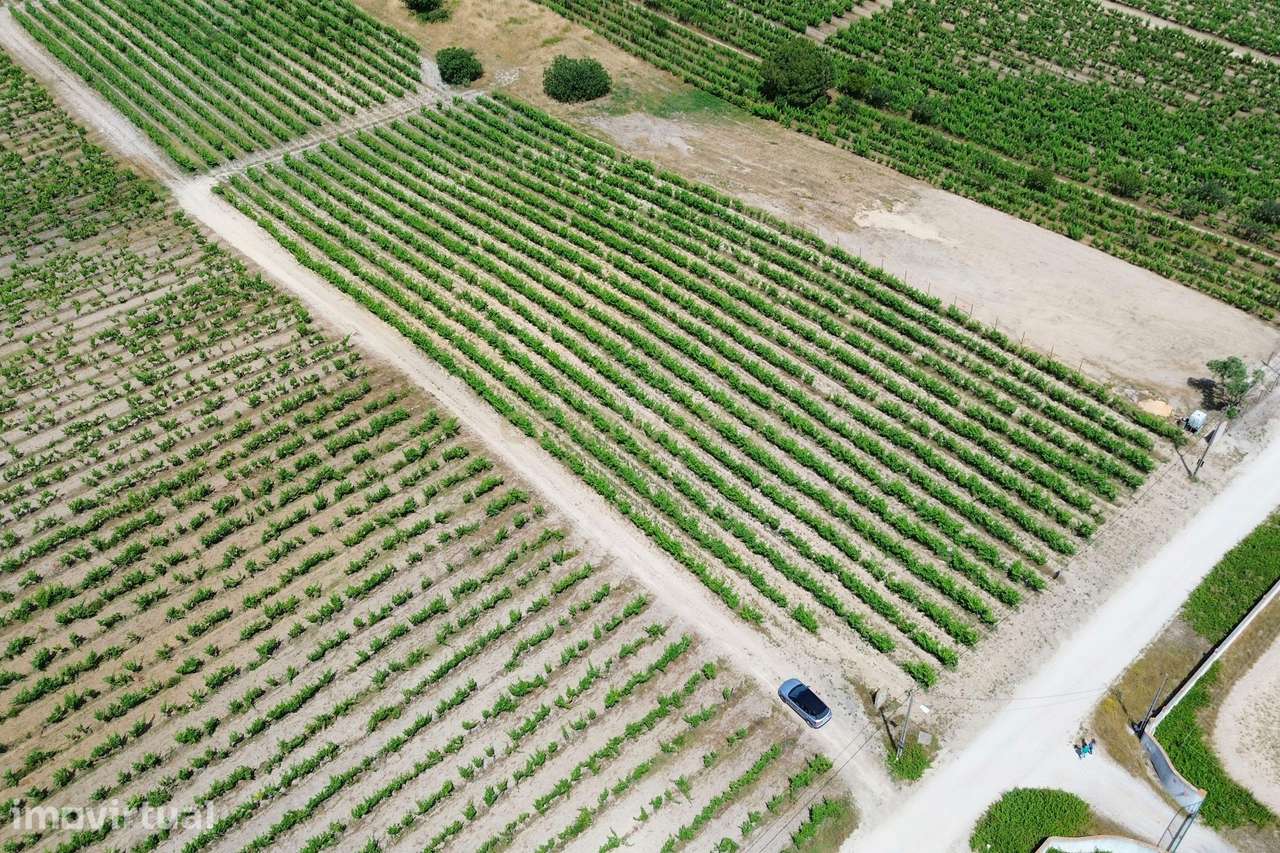 Terreno no Lau com vinhas certificadas - Grande imagem: 5/21
